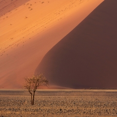 Namibia Photography Sossusvlei Towering Dune The Tree