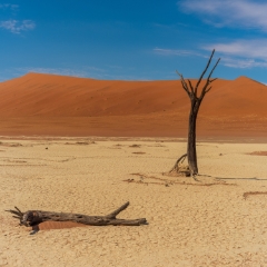 Namibia Sossusvlei DeadVlei Trees