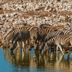 Namibia Wildlife Photography Zebras at the Watering Hole
