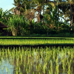 Country Rice Paddy