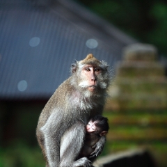 Mother and Baby Macaque Monkey Forest Ubud Mom and baby Macaque in the Monkey Forest Ubud Bali