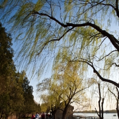 Beijing Willows
