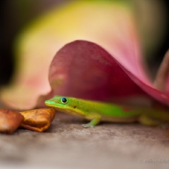 Geico Gecko Hawaii