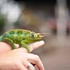 Hawaii Chameleon