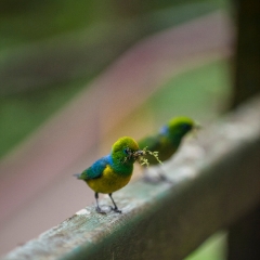 Multicolored Hummingbirds Brazil