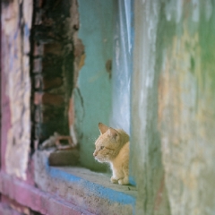 Phnom Penh Contemplative Cat