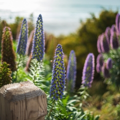 California Coast Photography Carmel Beach Purple Echium Flowers