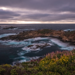 California Coast Photography Point Lobos Flowers Sea Lion Point