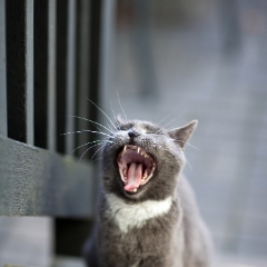 Kitty Yawning