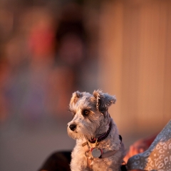 Beach Sunset Terrier Alki