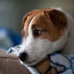 Bogey Jack Russell Terrier