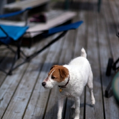 Bogey on the Dock Jack Russel Terrier