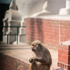 Kathmandu Macaque at Temple