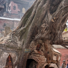 Shrine in a Ficus Tree Kthamandu