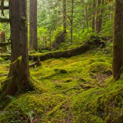 Rainier National Park Forest