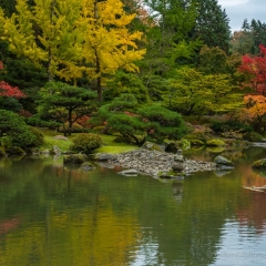 Seattle Arboretum Japanese Garden Reflection