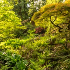 Seattle Arboretum Spring Maples