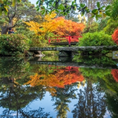 Seattle Kubota Japanese Garden Fall Colors Koi Pond Bridges