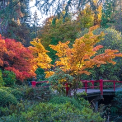 Seattle Kubota Japanese Garden Fall Colors Red Bridge Colors