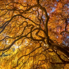 Seattle Kubota Japanese Garden Fall Colors Tangled Tree Branches