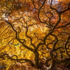 Seattle Kubota Japanese Garden Fall Colors Tangled Tree Golden Light