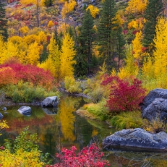 Northwest Fall Colors Fiery Kaleidoscope