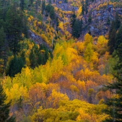 Northwest Fall Colors Fiery Splendor