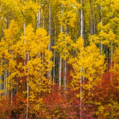 Northwest Falls Colors Golden Fiery Trees