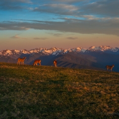 Olympic Mountains Dusk Deer