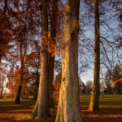 Sunlit Cedars