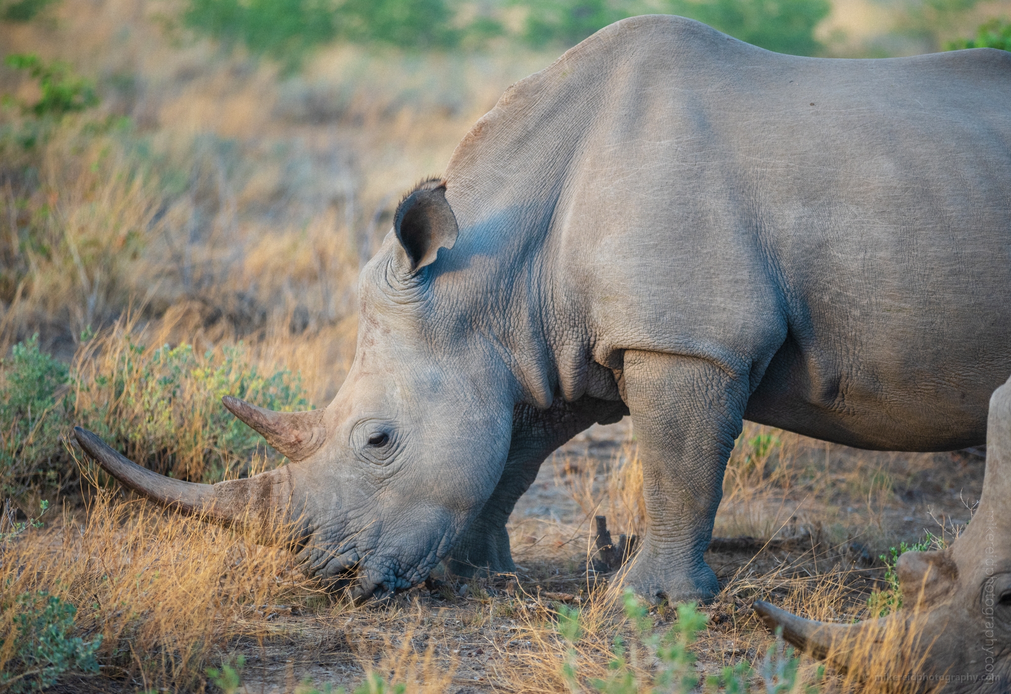 Namibia Wildlife Photography White Rhinoceros Grazing in Etosha 