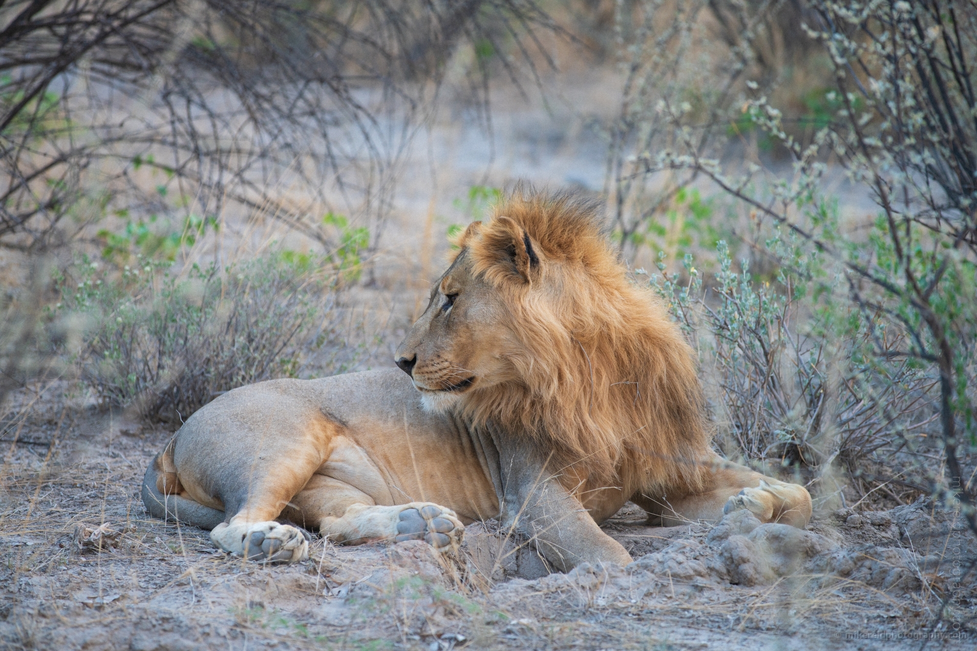 Namibia Wildlife Photography Lion in Repose