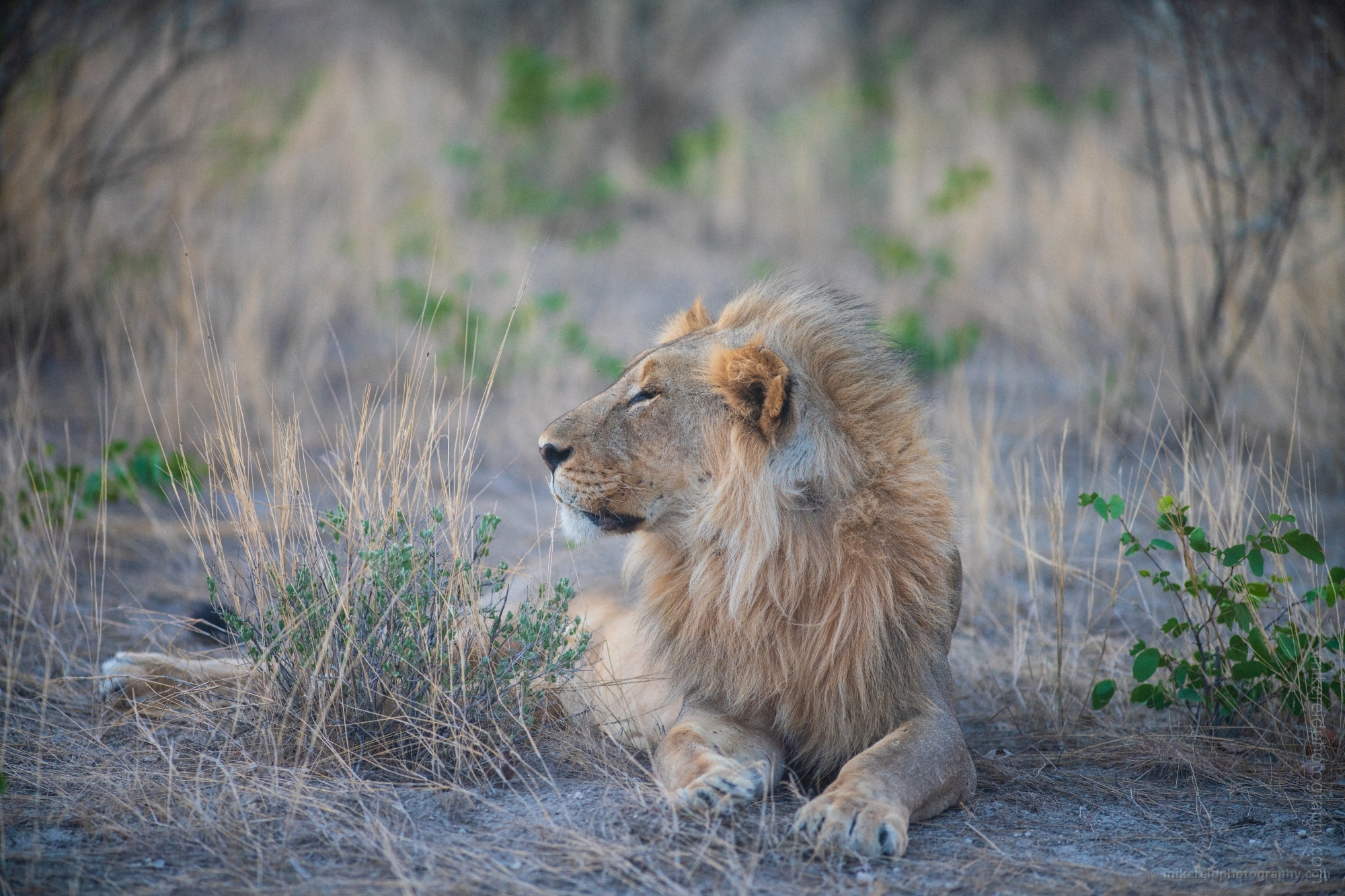 Namibia Wildlife Photography Noble Lion in Ongava