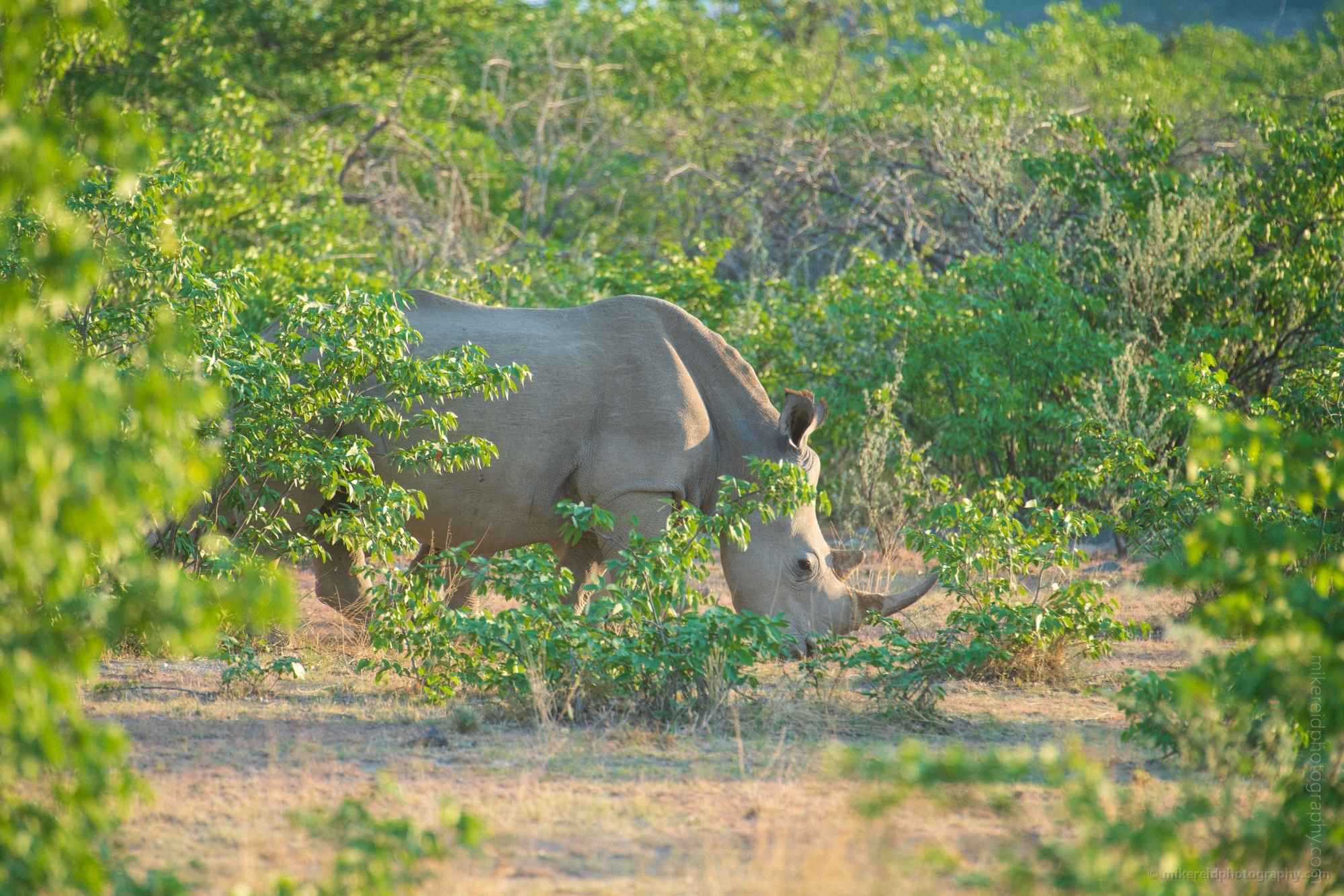 Namibia Wildlife Photography White Rhinoceros