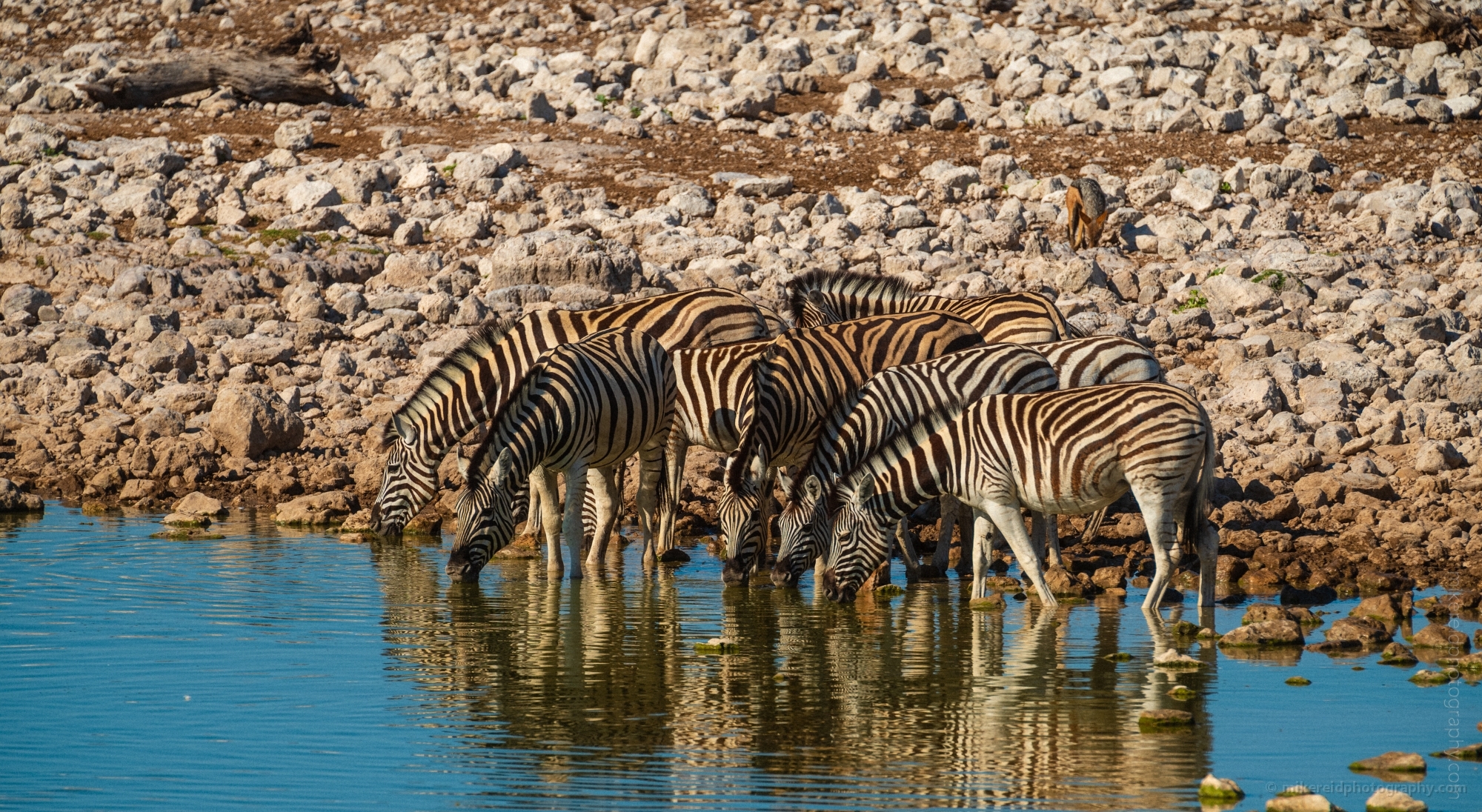 Namibia Wildlife Photography Zebras at the Watering Hole