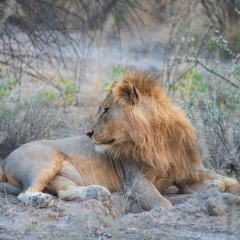 Namibia Wildlife Photography Lion in Repose.jpg
