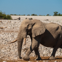 Namibia Wildlife Photography Majestic Elephant Along for a Drink.jpg