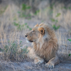 Namibia Wildlife Photography Noble Lion in Ongava.jpg
