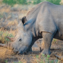 Namibia Wildlife Photography White Rhinoceros Grazing in Etosha.jpg