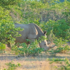 Namibia Wildlife Photography White Rhinoceros.jpg