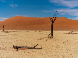 Namibia Sossusvlei DeadVlei Trees