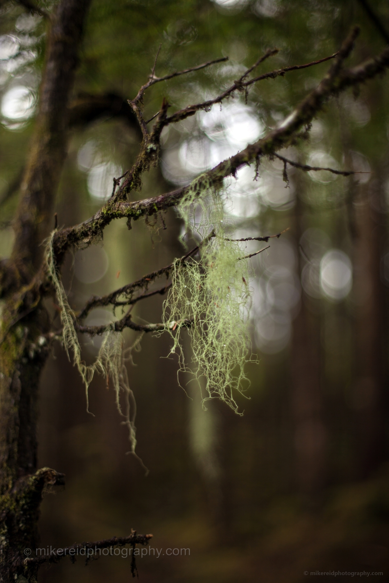 Alaska Moss
