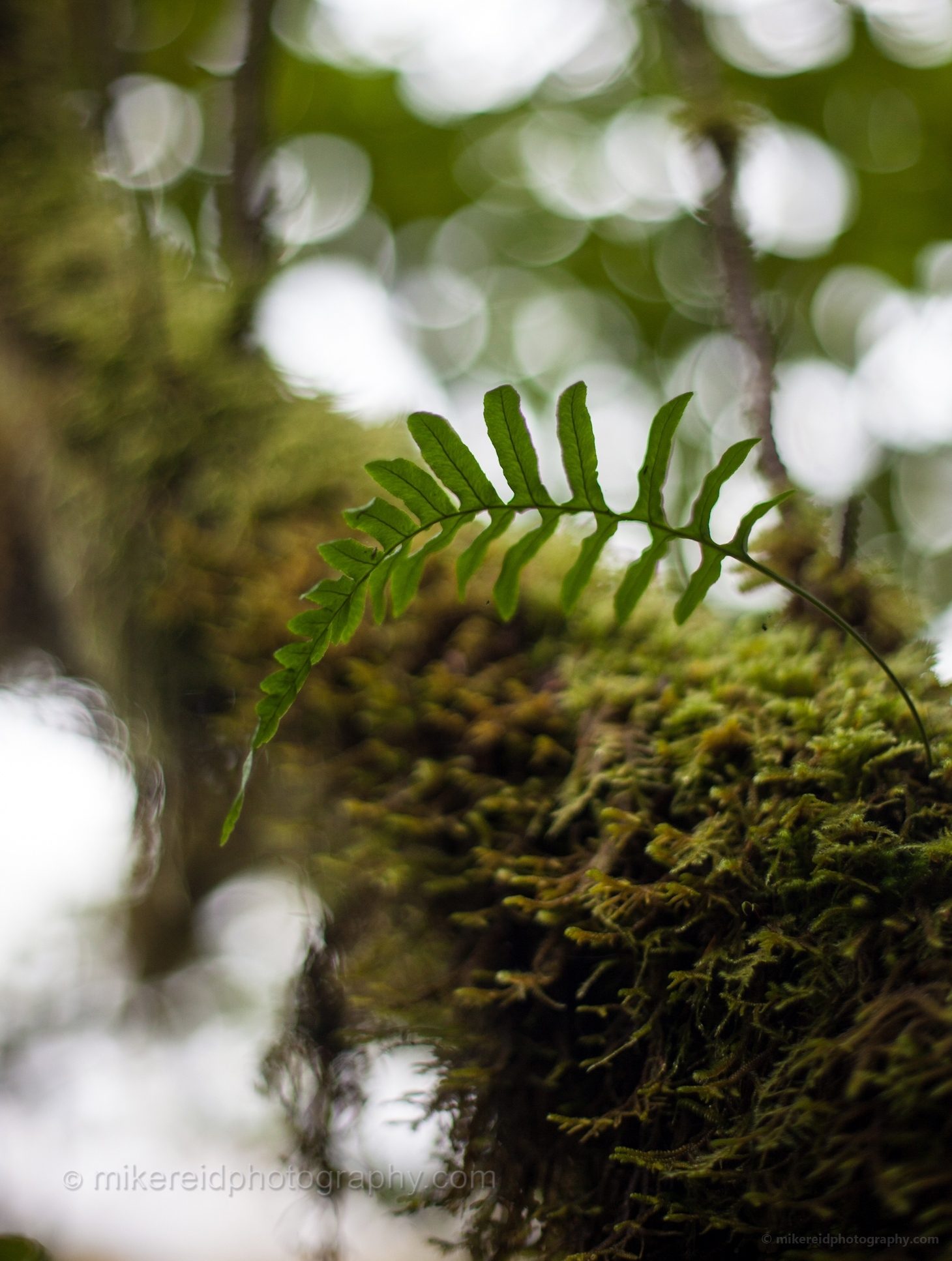 Fern and Moss