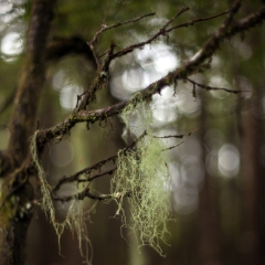 Alaska Moss.jpg