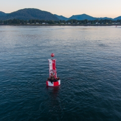 Frederick Sound Buoy Sea Lions.jpg To order a print please email me at  Mike Reid Photography : alaska, frontier, glacier, sound, le conte glacier, petersburg, southeast alaska, landscape, goats, norway, vikings, sons of norway, snow, winter, marina, aerial photography, drone photography, gfx100s