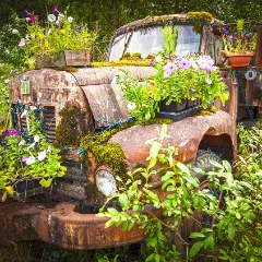Old Funky Truck.jpg  My favorite funky rusty old truck covered in flowers in Petersburg Alaska To order a print please email me at  Mike Reid Photography : alaska, frontier, glacier, sound, le conte glacier, petersburg, southeast alaska, landscape, goats, norway, vikings, sons of norway, old truck, rusty, rusted truck