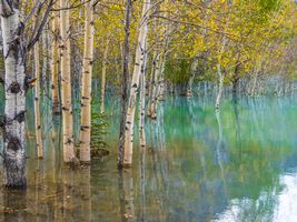 Golden Aspens and Turquoise Reflections – Autumn Forest Serenity | GFX100S An intimate fine art photograph of slender aspens rising from turquoise water, their white trunks mirrored in a calm reflective pool. Captured with the Fujifilm...