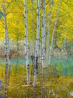 Golden Aspens Reflected in Turquoise Water – Vertical Autumn Serenity | GFX100S A fine art vertical composition of golden aspens mirrored in turquoise water, captured with the Fujifilm GFX100S. The scene blends autumn warmth and cool...