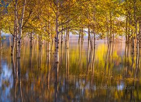 Sunrise Through the Aspens – Golden Reflections in Autumn Light | GFX100S A tranquil sunrise scene of glowing aspens reflected in still water, captured in soft golden light with the Fujifilm GFX100S. The morning sun filters through...