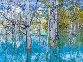 Golden Aspens Reflected in Turquoise Water – Vertical Autumn Serenity | GFX100S A fine art vertical composition of golden aspens mirrored in turquoise water, captured with the Fujifilm GFX100S. The scene blends autumn warmth and cool...